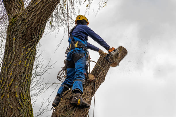 Best Utility Line Clearance  in Bluffton, IN