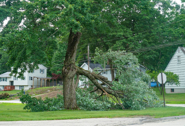 Best Tree Mulching  in Bluffton, IN